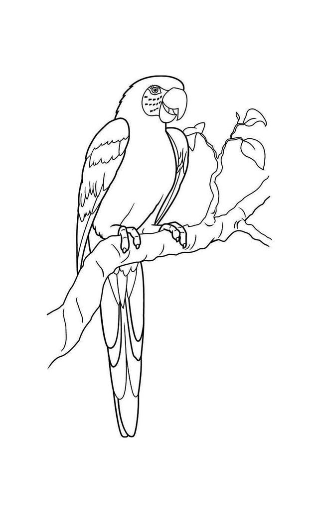 白鹭風筝的畫法簡筆畫（鳥兒的簡筆畫線稿）5