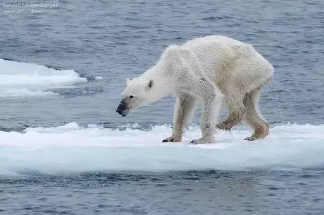 北極熊零下多少度會被凍死（北極熊因氣候變暖被困浮冰）3