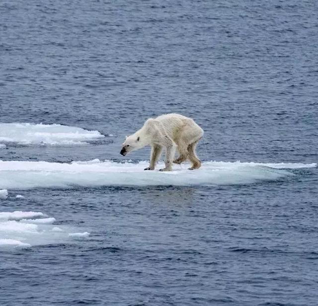 北極熊零下多少度會被凍死（北極熊因氣候變暖被困浮冰）4