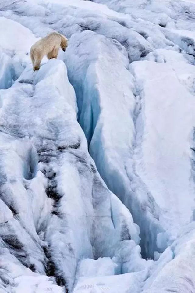 北極熊零下多少度會被凍死（北極熊因氣候變暖被困浮冰）5