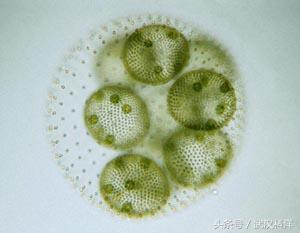 無毒藻類有幾種（收藏備用常見藻類一覽）22