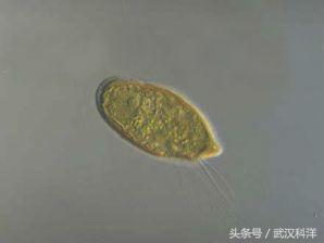 無毒藻類有幾種（收藏備用常見藻類一覽）36
