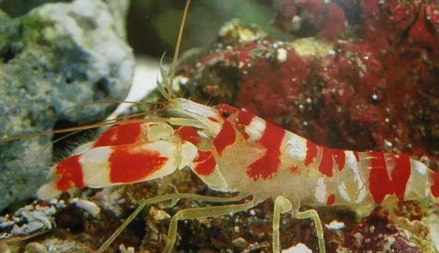 吃蝦會導緻全身過敏癢嗎（為什麼吃的蝦子會發癢或紅腫的過敏現象）1