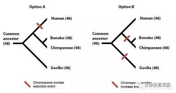 人類和大猩猩有關系嗎（科學家如何發現人和大猩猩間有生殖隔離的）8