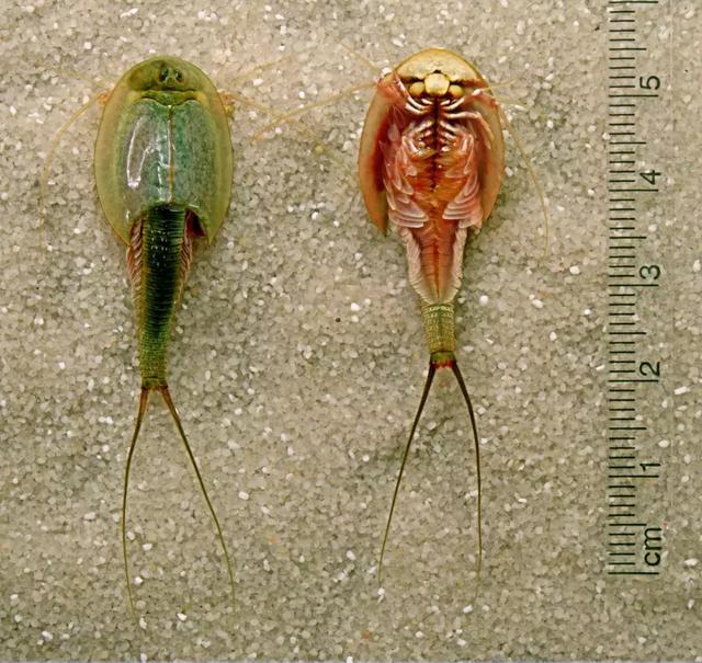 膽小蟲會進化成什麼樣子（在地球上呆了3.5億年還是個小透明）4