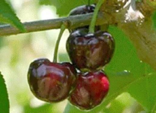 櫻桃品種介紹及排名（全球極具潛力的十個甜櫻桃品種）2