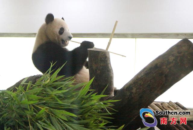 國内的大熊貓才是真的幸福