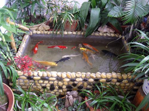 金魚為啥一直趴在魚缸底（金魚總是漂浮在魚缸上層會有哪些原因）5
