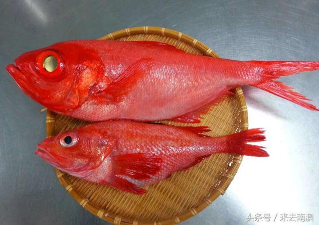 金鲷魚和銀鲷魚的區别（同樣是紅紅火火的金吉魚和金目鲷）6