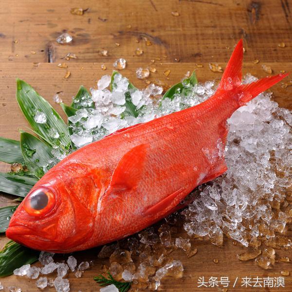 金鲷魚和銀鲷魚的區别（同樣是紅紅火火的金吉魚和金目鲷）2