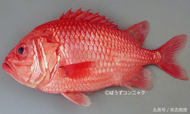 金鲷魚和銀鲷魚的區别（同樣是紅紅火火的金吉魚和金目鲷）44