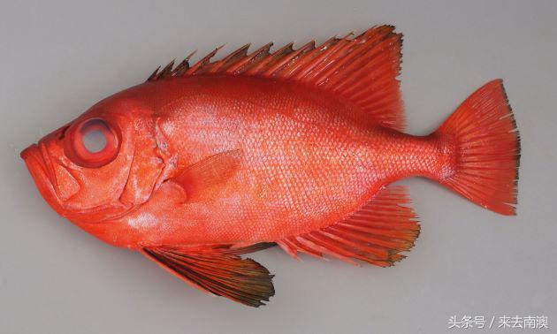 金鲷魚和銀鲷魚的區别（同樣是紅紅火火的金吉魚和金目鲷）48