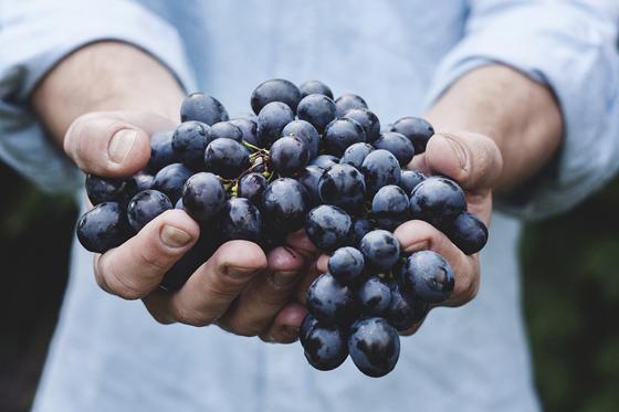 一個人一年能吃多少斤葡萄（一個人如果每天吃2斤葡萄會怎樣）1