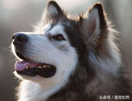 阿拉斯加雪橇犬多久能長大（阿拉斯加雪橇犬好養嗎）1