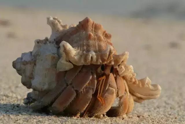 世界上最大椰子蟹（海洋之大椰子蟹最奇葩）2