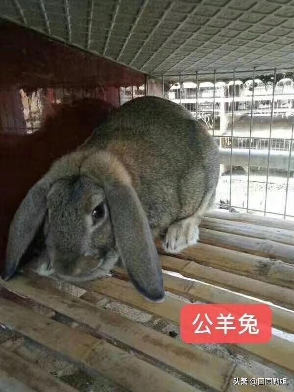 兔子對養殖方法和注意事項的看法（兔子養殖見效快）7