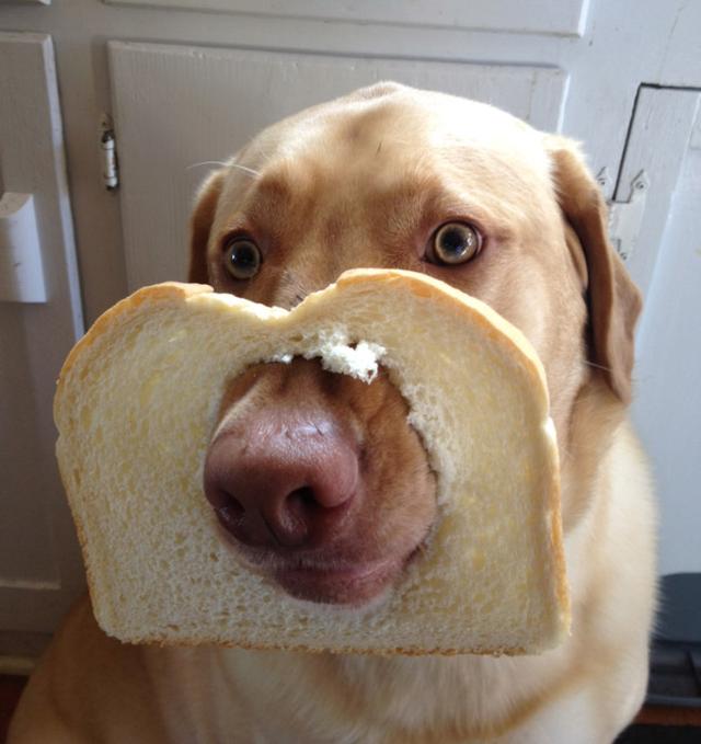狗狗能吃哪種面包（狗狗可以吃面包嗎）5