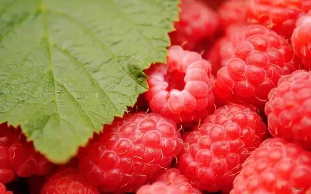 采摘樹莓最佳的果是什麼顔色（樹莓熟了又紅又甜）8