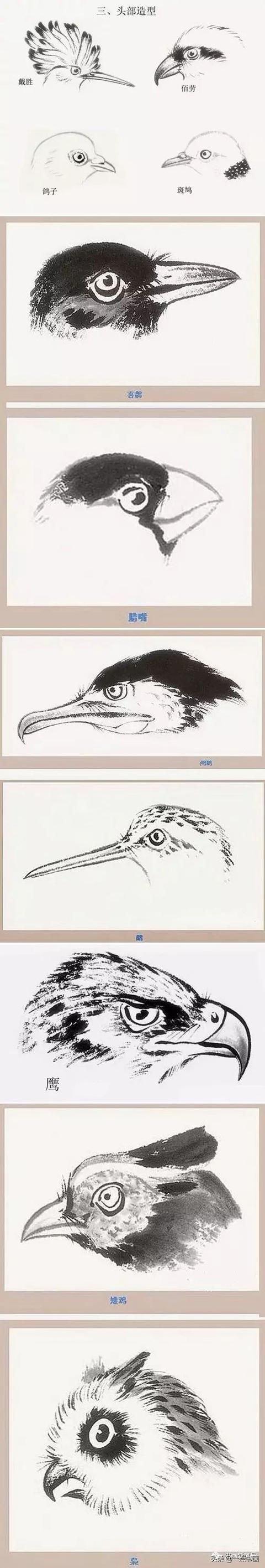 國畫飛翔的小鳥的畫法（國畫教程鳥兒的各種姿勢畫法）23