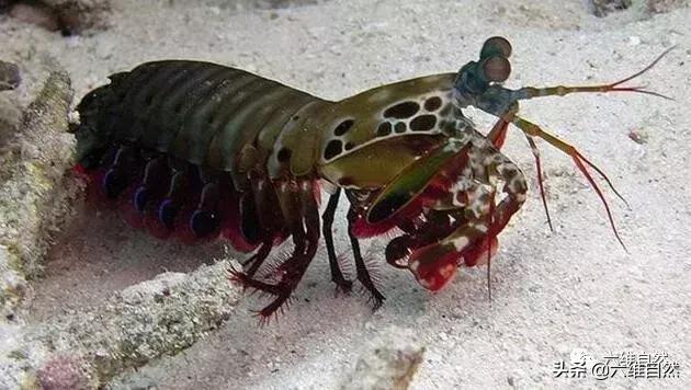 世界上五大最兇猛的蝦（最鮮豔且最兇猛的蝦）3