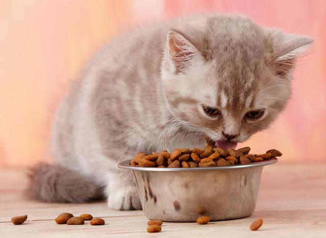 貓咪吃哪些食物比較好（貓咪最喜歡吃什麼）6