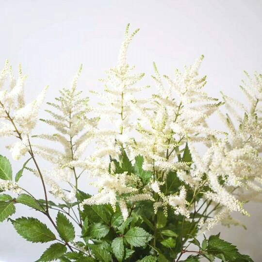 100種常見白色的切花（不常見的幾個切花品種及它的語意）2