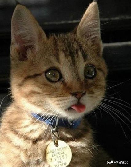 所有貓咪舌頭有倒刺嗎（它們舌頭上的小刺刺有大作用哦）8