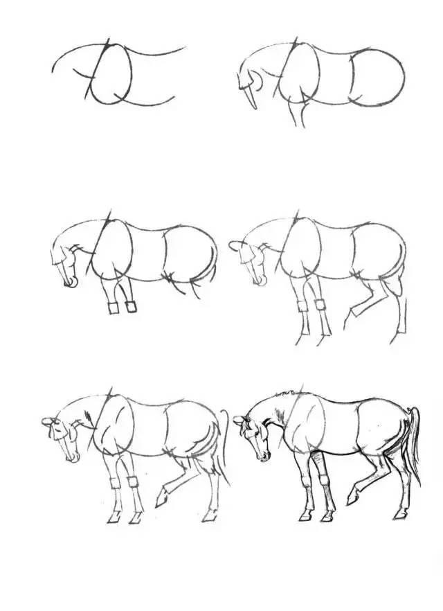 怎麼畫馬最簡單最好看帥氣（幹貨不會畫馬教你40種馬的結構畫法）16