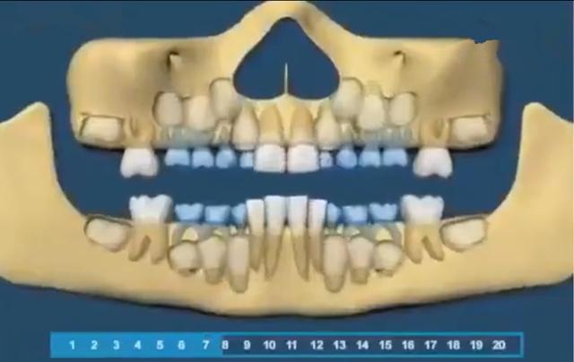 寶寶的牙齒生長規律是怎樣的（組圖帶你了解寶寶的牙齒生長順序）2