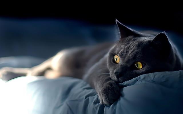 養黑貓真的不好嗎