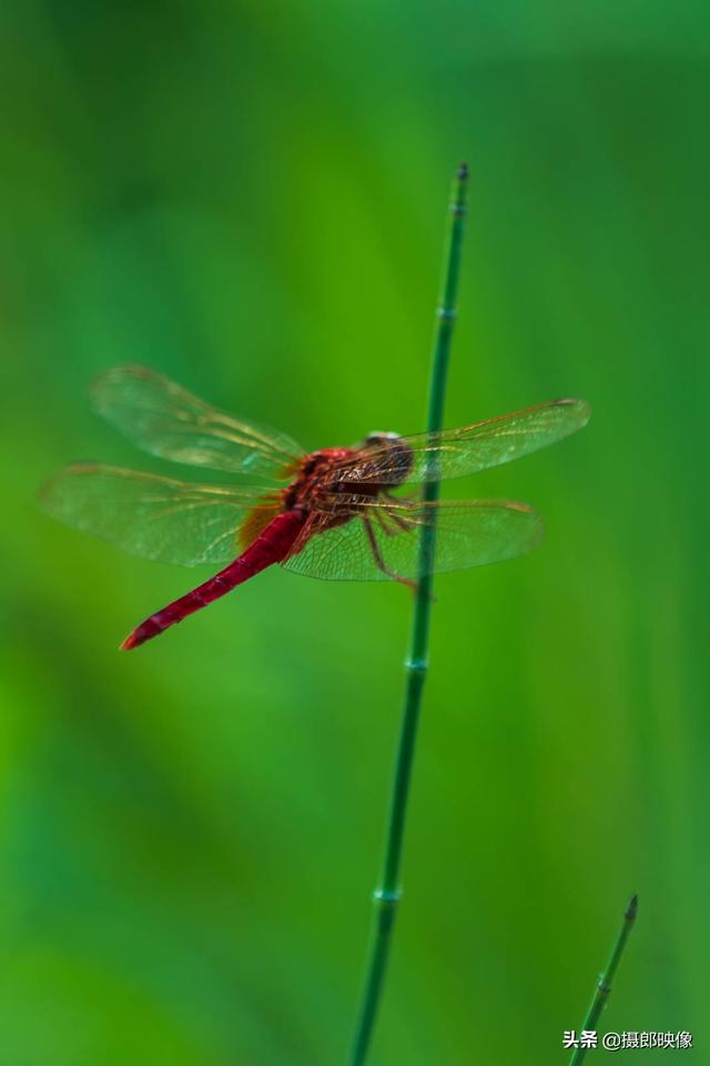 最美的紅蜻蜓（讓我再靠近瞅一瞅兒時的最愛）8
