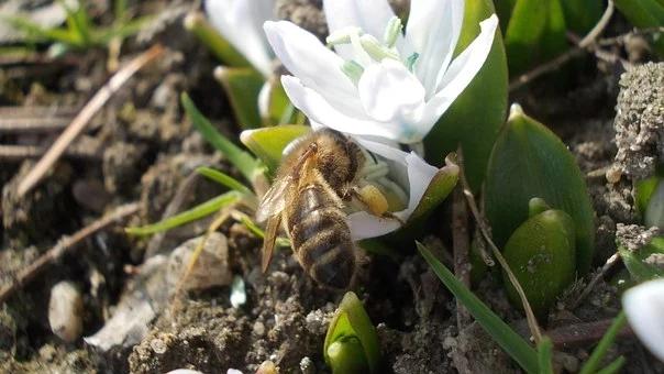 蜜蜂很少的地方怎麼誘蜂（蜜蜂怕什麼氣味會出巢）3