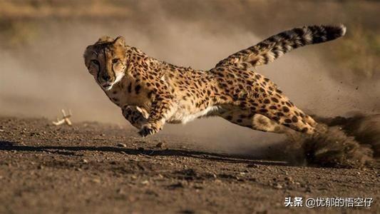 獵豹是世界速度最快的動物嗎（世界上速度最快的陸地動物）3