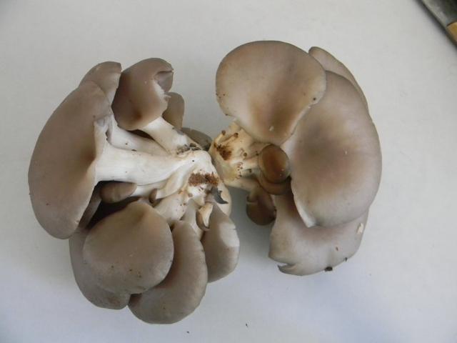 蘑菇種植技術和建議（分享一套蘑菇科學種植技術）4