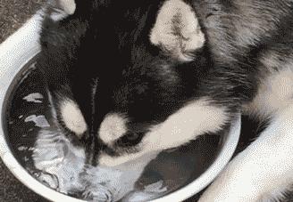 狗狗喝水最多能堅持多少天（喝水這麼簡單還需要科普）9