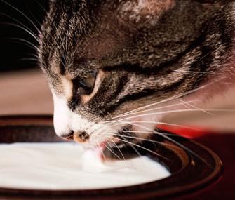 為什麼貓咪喝牛奶會拉肚子（有些貓咪喝牛奶會腹瀉）1