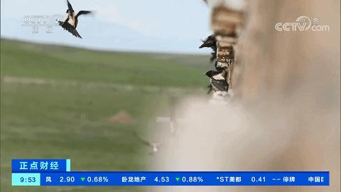 北京常見大型蝗蟲（愛吃蝗蟲食量驚人）3