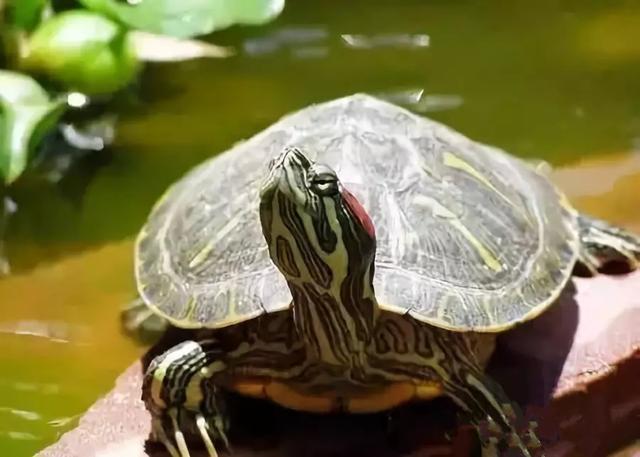 最長的龜可以活多長時間（你知道你的龜能活多久嗎）6