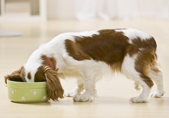 幾個步驟糾正狗狗護食的壞習慣（無論你家狗狗護不護食）2
