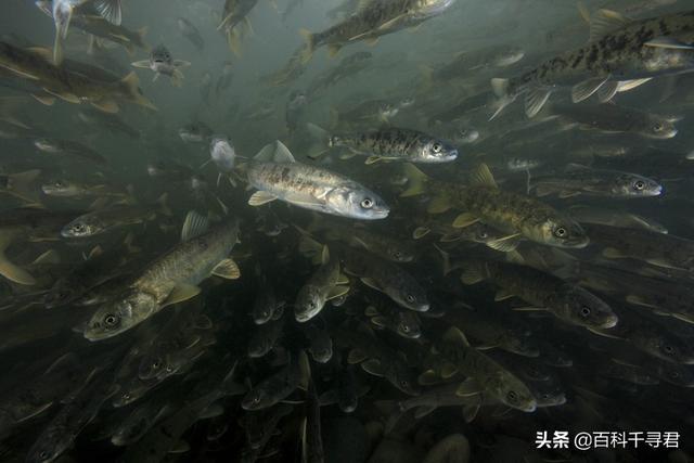 青海湖的魚是不是很多（青海湖裡隻有一種魚類嗎）1