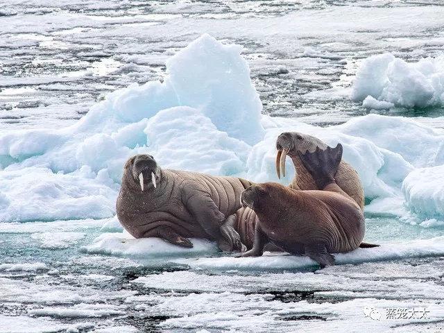 海狗海豹海獅都是保護動物嗎（海豹海獅海狗）8
