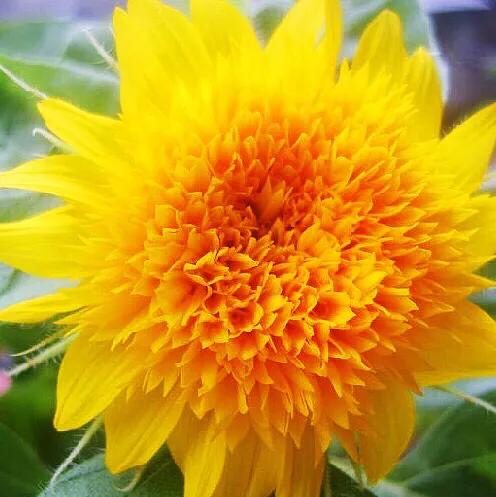 重瓣太陽花的類型（重瓣向日葵欣賞）1