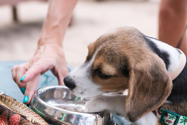狗狗不喝水有什麼好方法