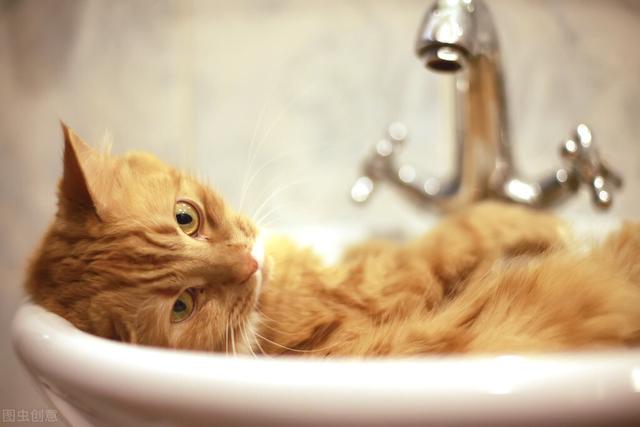 如何給貓洗澡才不會發臭（貓自己會清理毛發）4