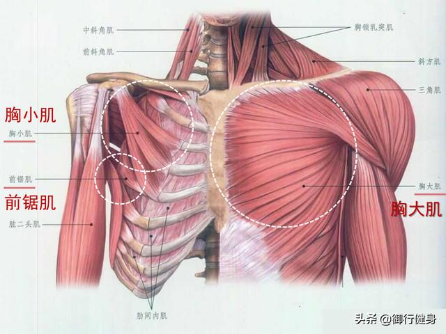 胸帶練胸肌最有效的動作（怎麼練好胸掌握5大動作）2