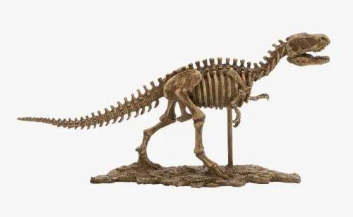 科學家是怎麼知道恐龍的樣子的（靠化石能分辨出恐龍是雄還是雌嗎）2