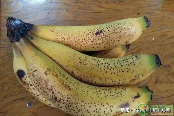 香蕉起斑點了還能吃嗎（香蕉長斑變黑是什麼原因）2