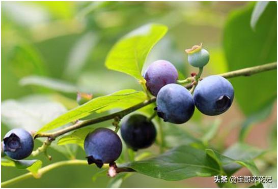 藍莓的種植養護和管理（如何将藍莓種植及養護到最好狀态）1