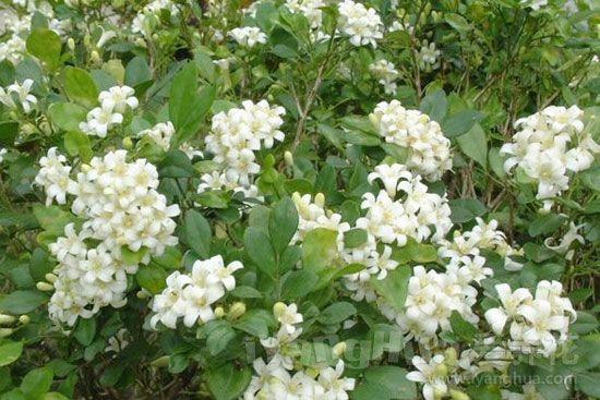 淡雅清香的花有哪些（白色的花有哪些）6
