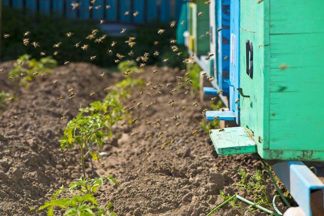 七大蜜蜂養殖秘訣教你怎麼養蜂（初花期取蜜調動蜂群采集積極性的原理及方法）1